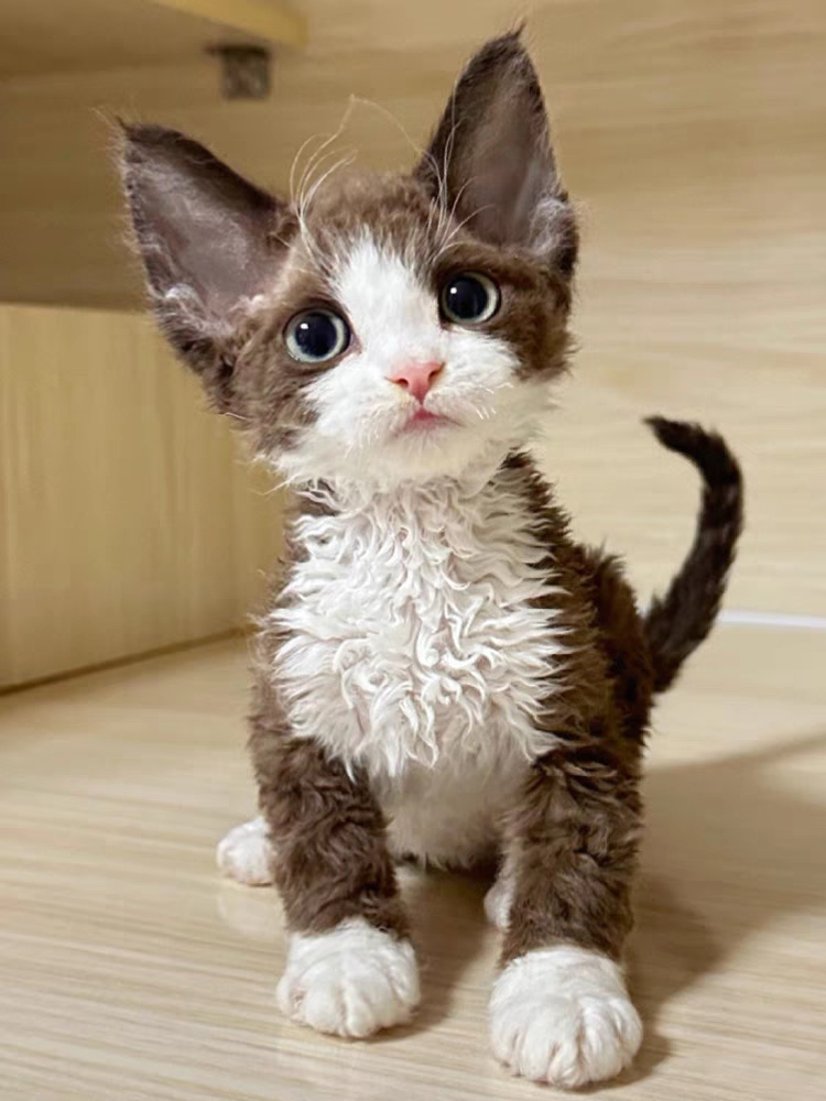 猫舍直销,批发价出售,德文卷毛猫